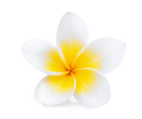 white frangipani (plumeria) flower isolated on white background