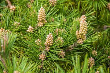 Jeunes pousses de pommes de pin