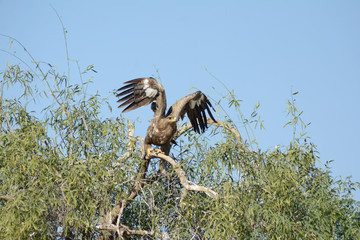 Steppe eagle  Birds of prey