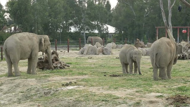Elephant father and Mother with Baby Elephants