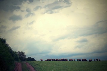 Sheep grazing on the meadow.
