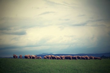 Sheep grazing on the meadow.