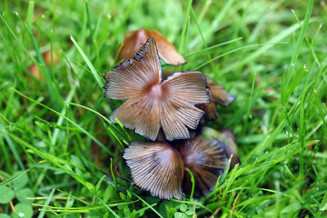 wiosenne grzyby © agarianna