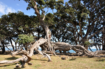 New Zealand -Coromandel Péninsula