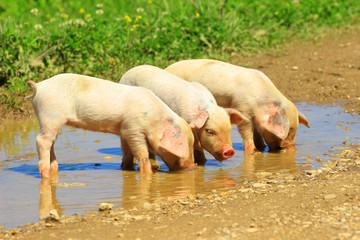 Three piglets 