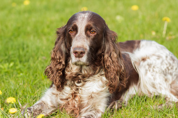 Brown spotted russian spaniel lays on the green grass