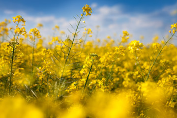 Obraz premium Rapeseed flowers in summer