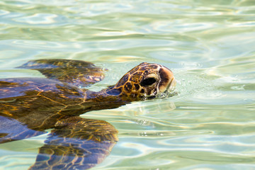 Nahaufnahme einer Suppenschildkröte (Chelonia mydas) oder Grünen Meeresschildkröte im flachen Wasser vor Hilo, Big Island, Hawaii, USA.