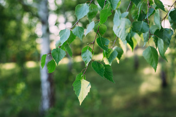 Little green tree leaves in the sunlight. Natural texture, Vegetative abstract background.