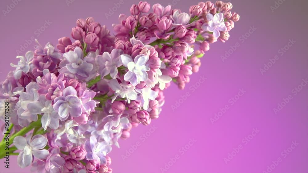 Sticker Lilac flowers background. Beauty fragrant lilac tiny flowers opening closeup. 4K UHD video 3840X2160