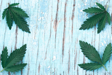 Leaves of cannabis on blue.