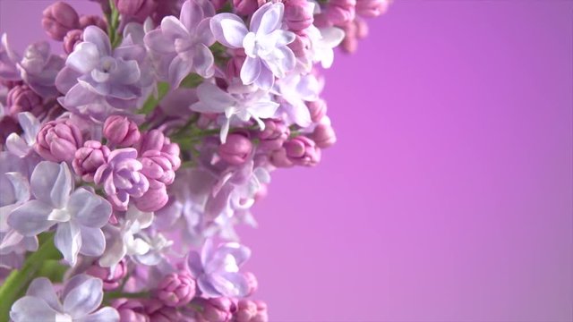Lilac flowers background. Beauty fragrant lilac tiny flowers opening closeup. 4K UHD video 3840X2160