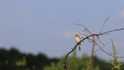 Fire tulips against the background of greenery