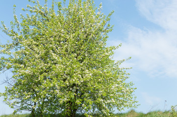 Fototapeta premium green tree with blossoms against a background of blue sky