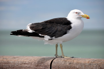 New Zealand -  Christchurch