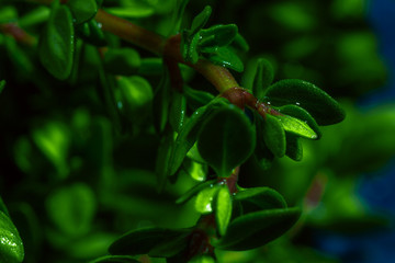 Lemon thyme on a blue abstract background close up