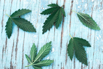 Leaves of cannabis on blue.