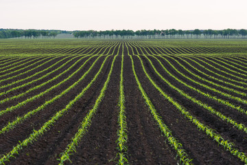 Corn field near the village