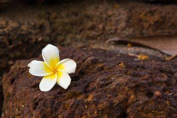 Fototapeta na wymiar White Plumeria flower with old brown brick