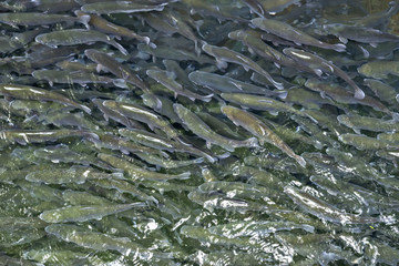 Flock of trout in the clear river