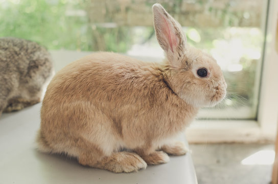 a little baby rabbit lying on the chair, relaxation concept