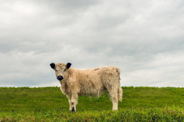 Obraz premium Side view white galloway calf with a thick coat standing next to a dike