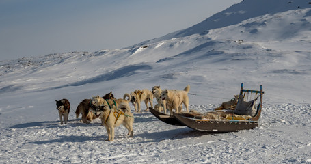 Sled dogs in ilulissat, Greebland