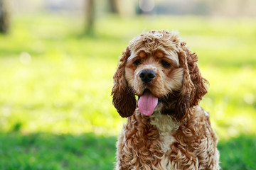 dog breed American Cocker Spaniel