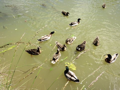 Patos