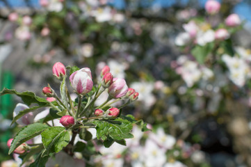 Spring Blossoms APPLE