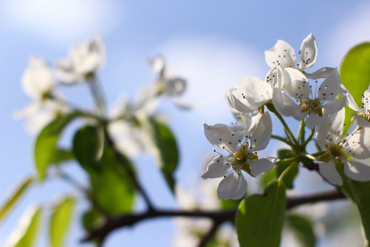 
Flowering pears