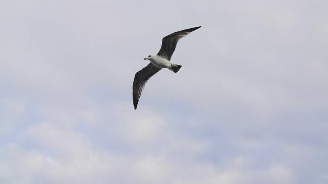  Seagull flying close to camera in slow motion over cloudy sky