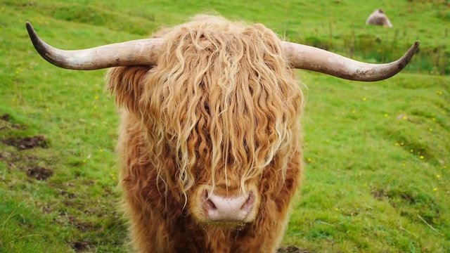 Scittish highland cow