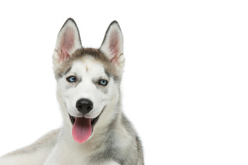 Cute husky puppy dog