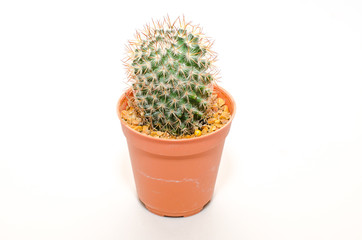 Cactus On White Background