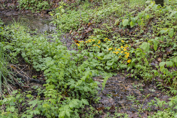 Blossoms of marsh mallow in marsh.