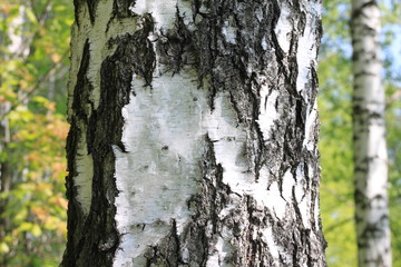 Beautiful landscape with young juicy birches with green leaves and with black and white birch trunks in sunlight in the morning in spring