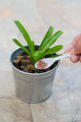 a hand giving fertilizer to a young plant