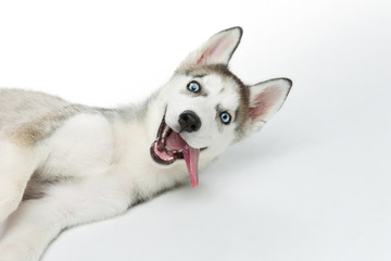 Fototapety  Cute husky puppy dog