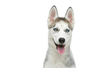Cute husky puppy dog