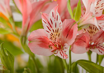 White flower Alstroemeria Care