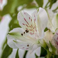 White flower Alstroemeria Care