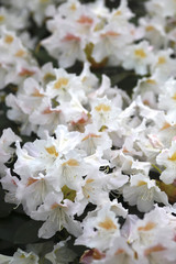 Rhododendronblüte im Mai
