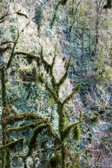 Деревья и субтропический лес.  Хостинская...