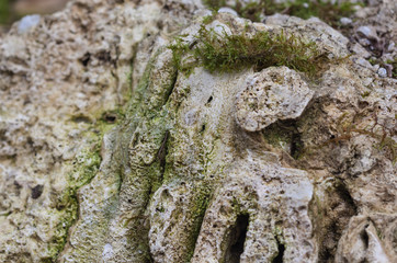 Горные породы. Осадочные. Каменные слои.  Ущелье реки Хоста. Хостинская тисо-самшитовая роща, Кавказский биосферный заповедник, Сочи, Россия