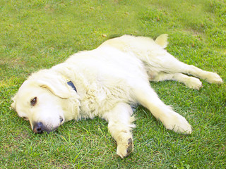 Obraz na płótnie Canvas Golden retriever dog resting in the garden