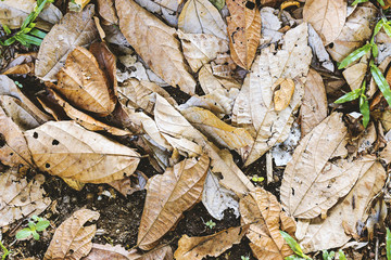 fall leaves background. over light