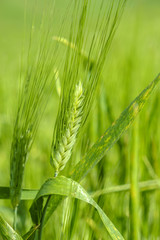 Wheat in a field in the italian countryside