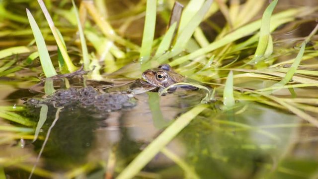 Frogs mating in a pond