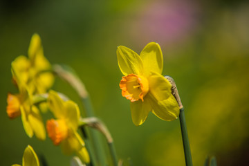 Obraz premium very nice colorful flower garden in spring